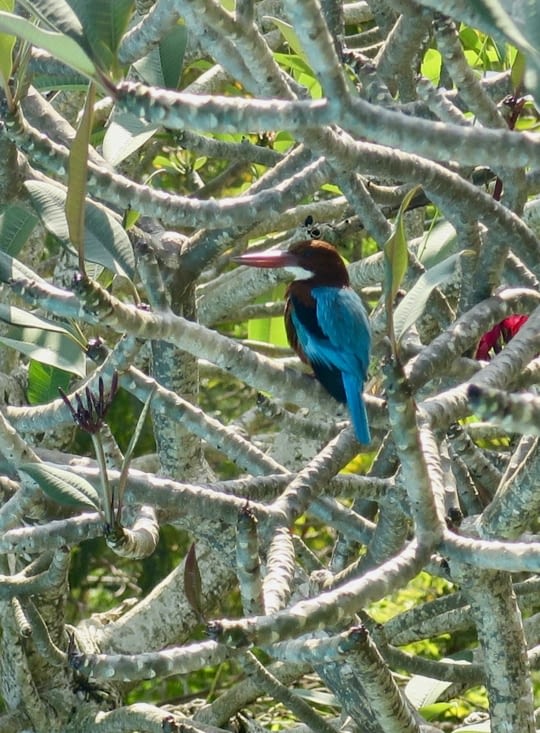Bye bye martin-pêcheur !
