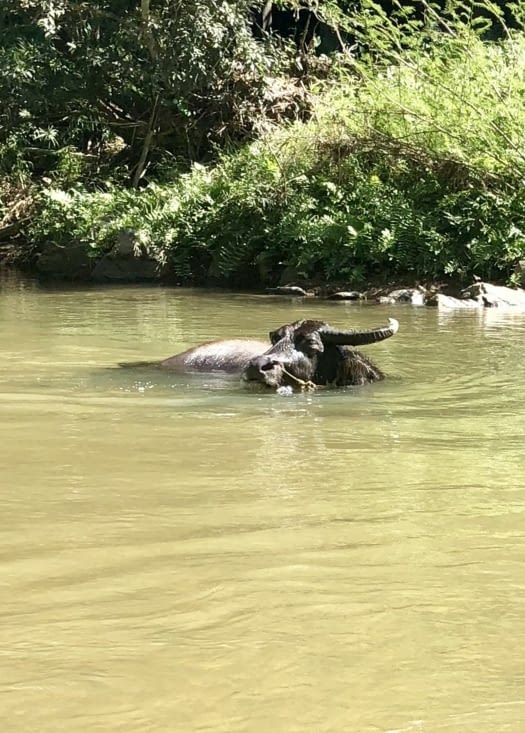 « Meuuuuh qu’elle est bonne ! »...