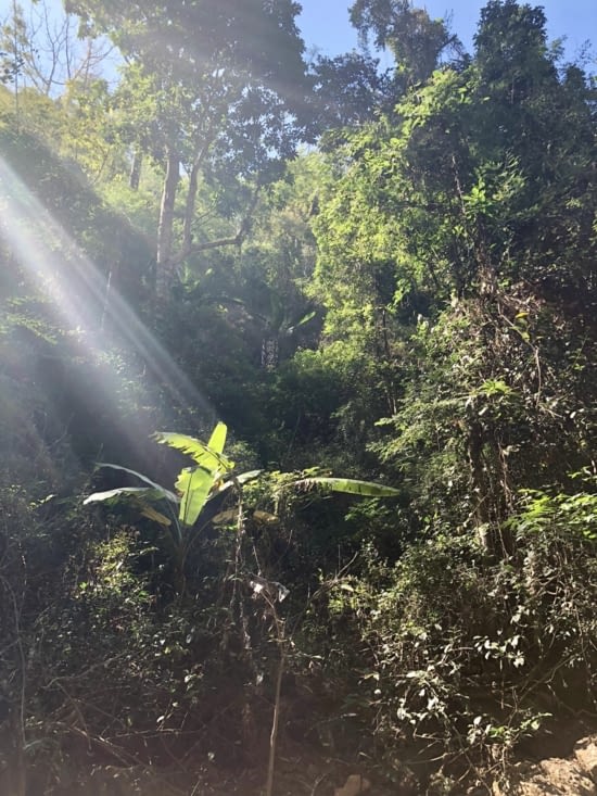 Autour de nous, la jungle, magistrale.