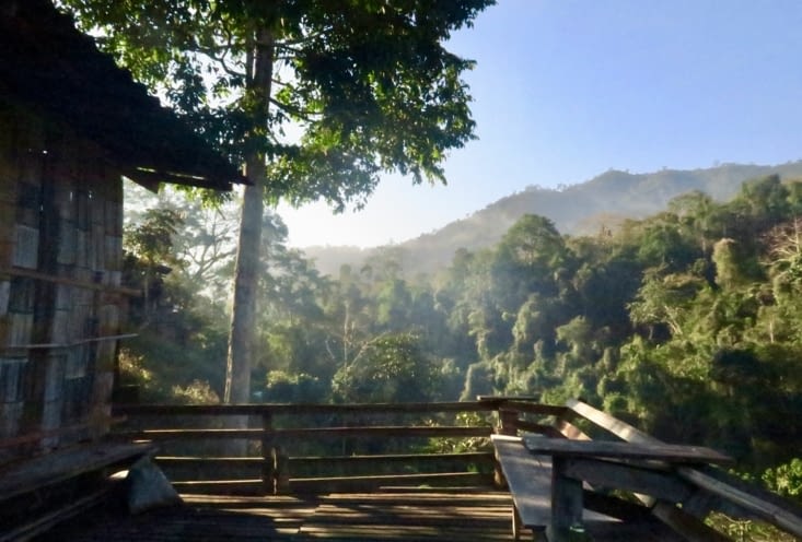 La jungle encore un peu dans la brume...