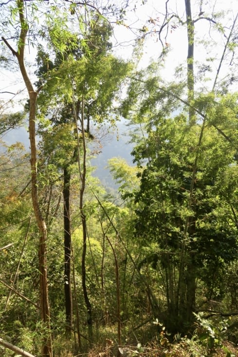 La montée continue, dans les bambous.