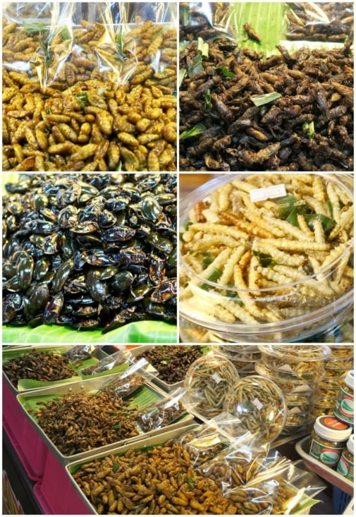 Ou encore... des insectes ??