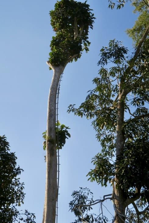 Un arbre à miel - ne pas avoir le vertige pour la récolte...