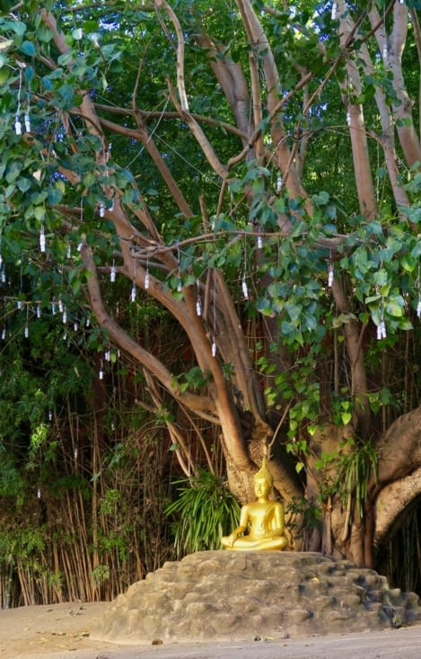 Un petit Bouddha sous son arbre sacré