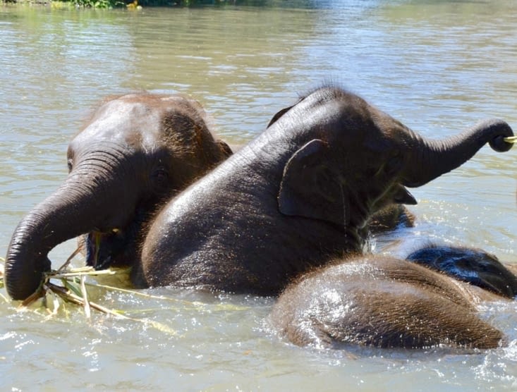 Plus on est de fous...