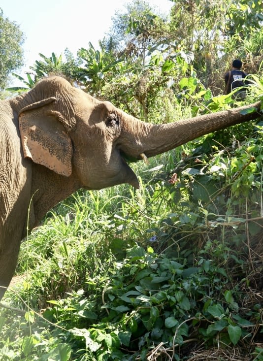 En fait, un éléphant dort 4h par nuit, et le reste du temps...