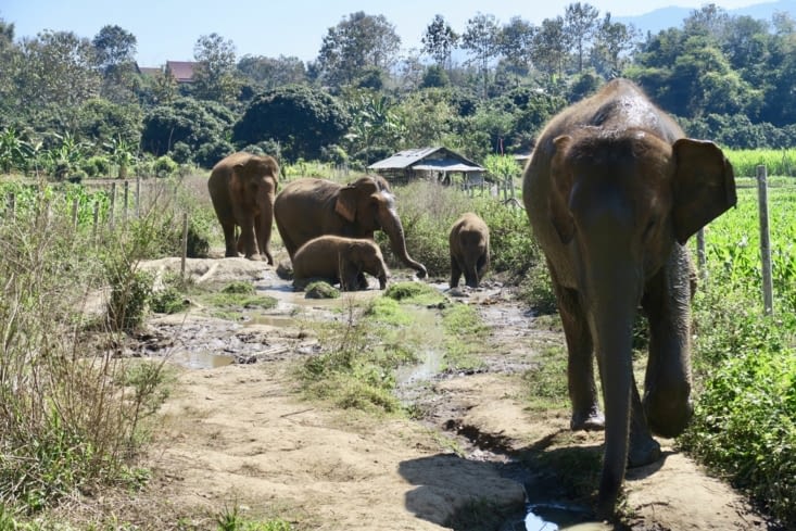 Et au bout de 15 mn de marche, nous sommes rejoints par le groupe d’éléphants.