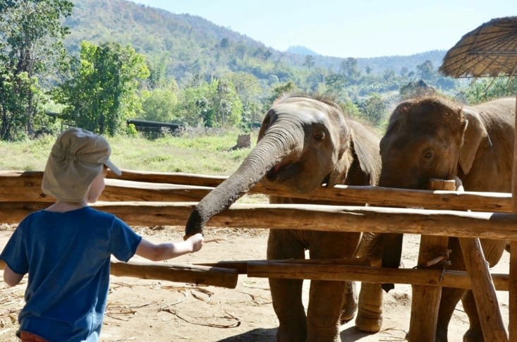 Le « petit » de 1 an (300 kg déjà !)