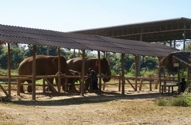 Les voilà ! Ils nous attendent... ou plutôt, ils attendent leur repas ?