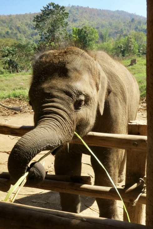 Donc un cousin de Babar.