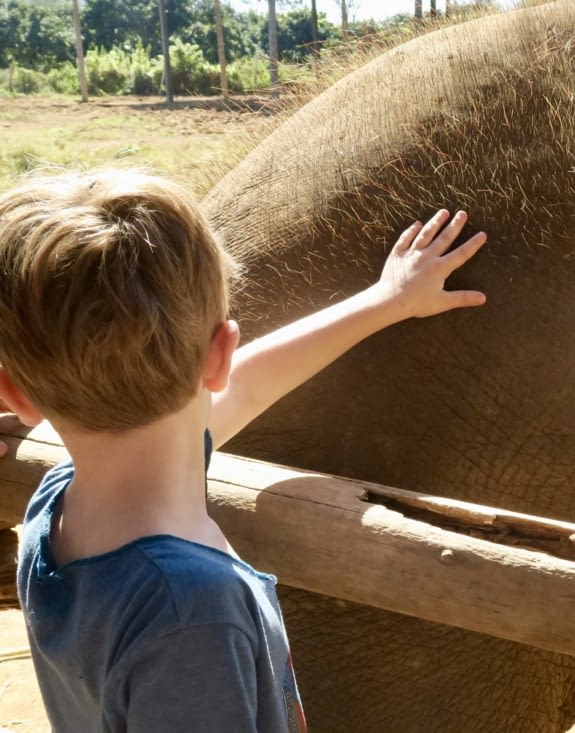 On découvre que les éléphants ont des poils sur le dos !