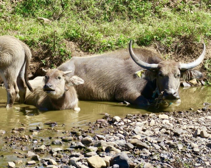 Quelques colocataires du refuge...