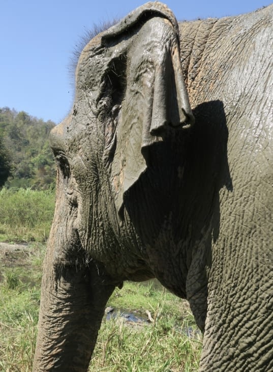 Dans les flaques de boue du chemin, les éléphants s’aspergent et deviennent gris foncé.