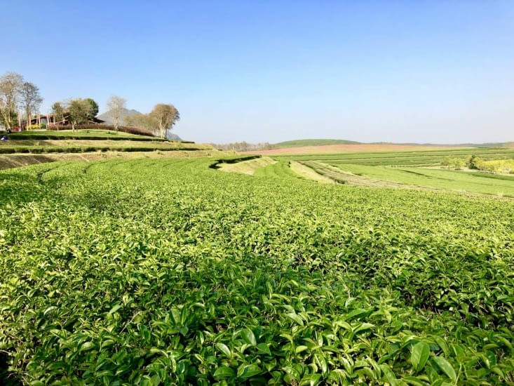 ... et une plantation de thé assez sophistiquée.