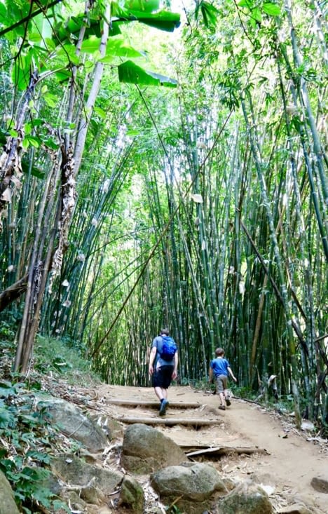 Montée à travers une cathédrale de bambous.
