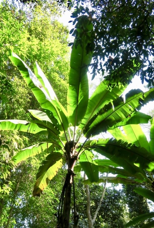 Sa Majesté le Bananier.