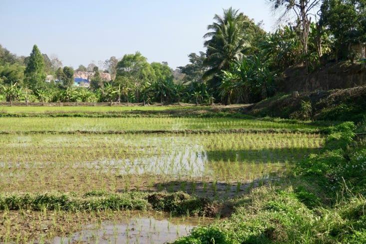 Sur la route du retour vers Chiang Rai, des rizières...