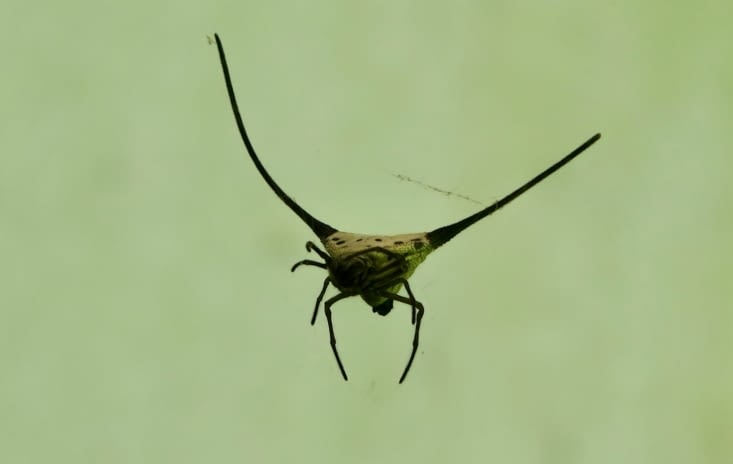 ... très bizarres !