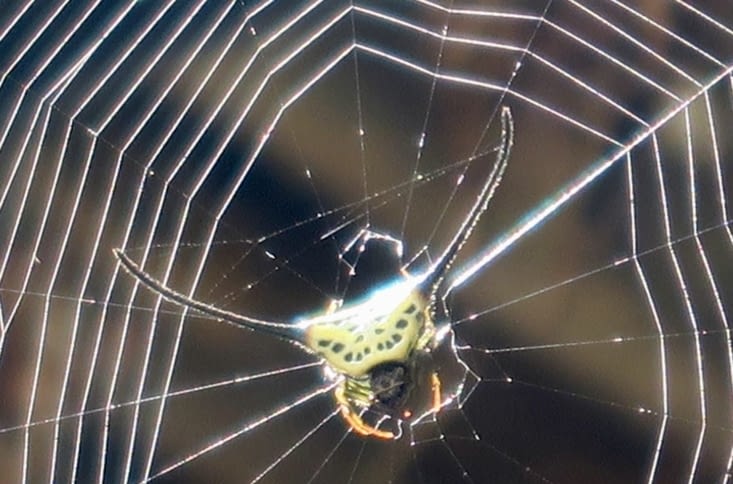 Il y a aussi des araignées bizarres...