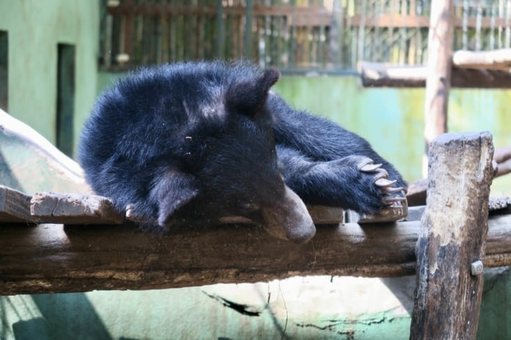 Oh nooon elle est tombée !