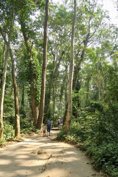 Cela commence par une petite balade tranquille dans la forêt.