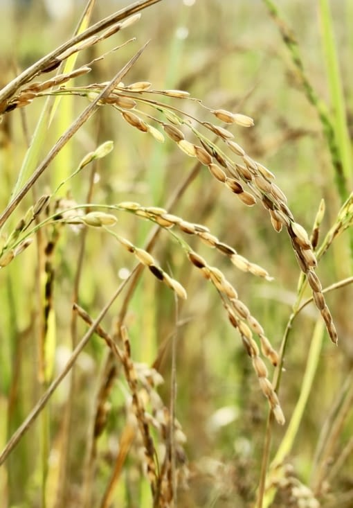 4 à 6 mois après la plantation (selon la variété de riz), les rizières deviennent dorées.