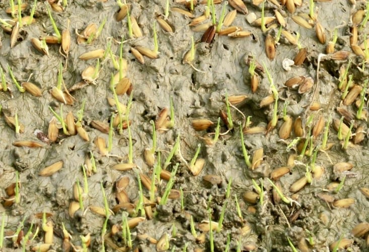 5 jours plus tard, les grains ont commencé à germer.