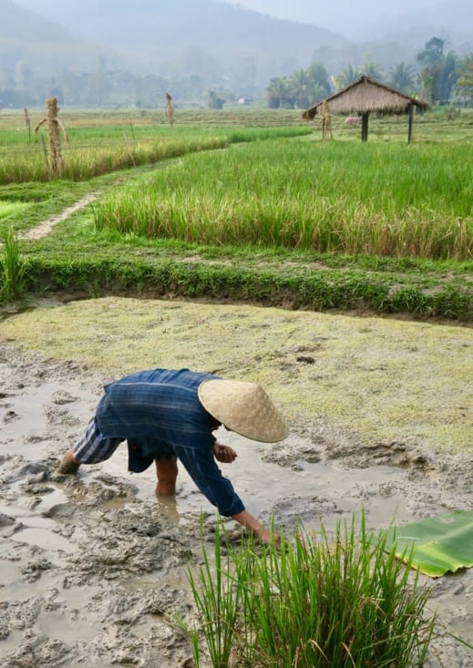 Après rinçage, les grains sont semés sur le terrain...