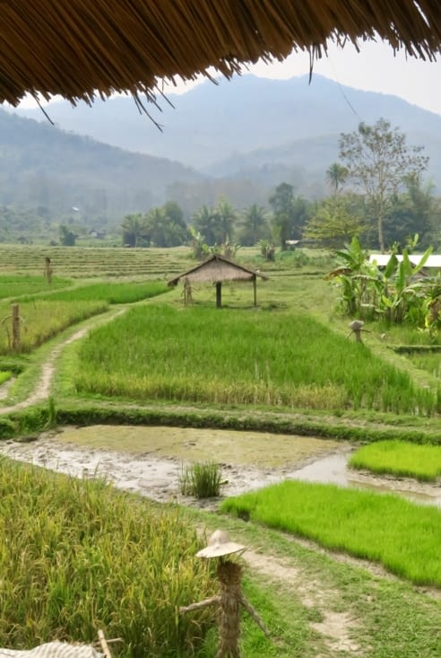 La partie pédagogique : de petites parcelles présentent différents stades de culture...