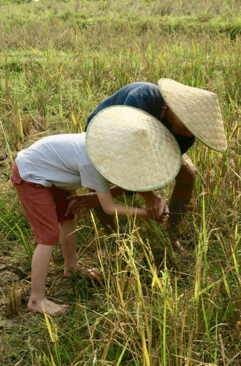 Ensuite c’est la récolte, tout le monde s’y met !