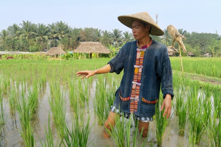 Ensuite, la parcelle est inondée pendant 1  mois grâce aux canaux d’irrigation..