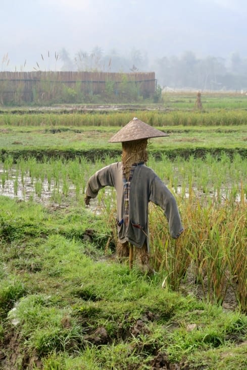 Les grains sont aussi protégés par des épouvantails assez réalistes ?