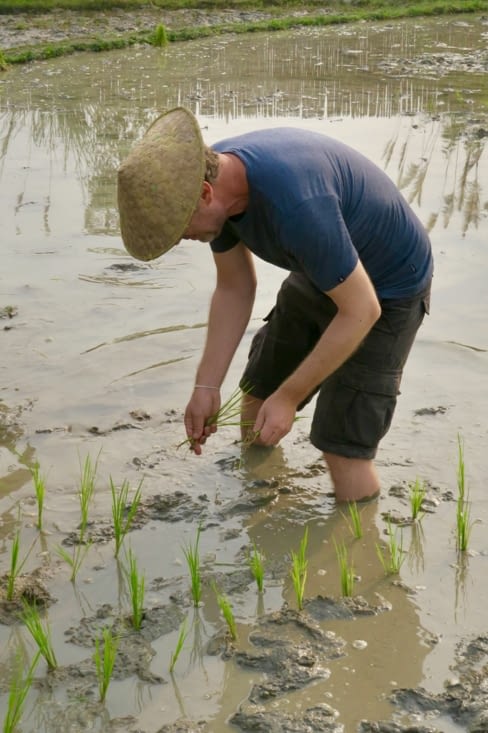 Il faut les replanter espacés, en ligne, et cela prend beaucoup de temps.