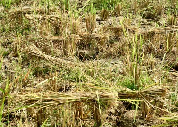 Les fagots sont laissés sur le sol pour qu’ils sèchent au soleil.