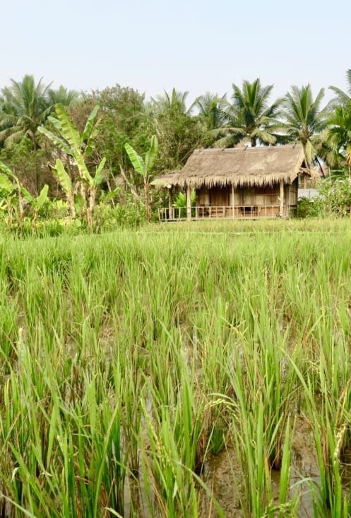 Les pousses continuent à grandir et les graines apparaissent.