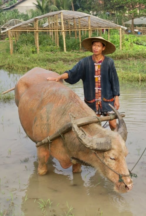 Première étape : préparer le sol pour le semis des grains de riz.