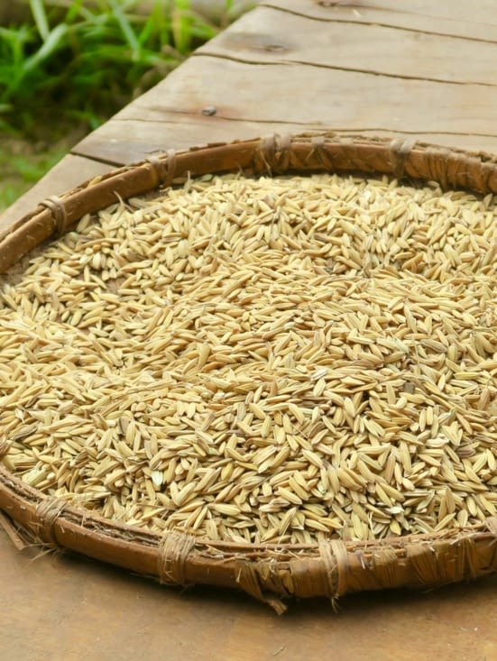 Première étape : sélectionner les bons grains de riz.