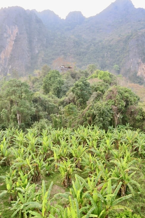 Et même très vite, on frôle les bananiers !
