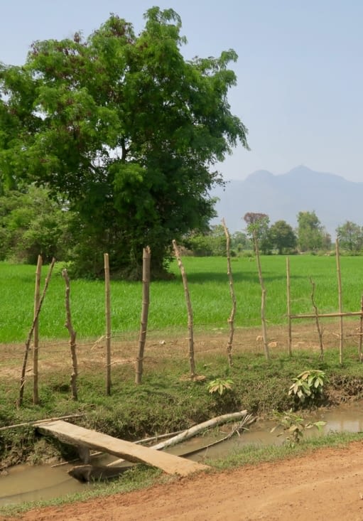 De temps en temps, une rizière encore en activité.