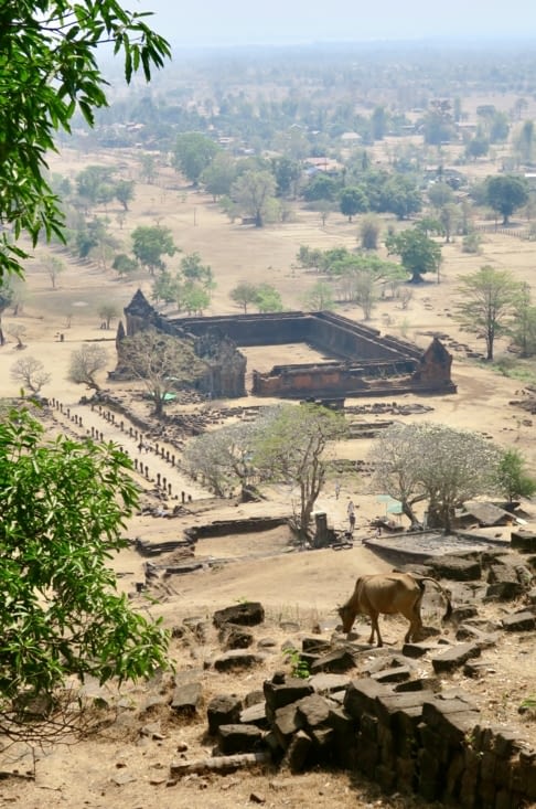 Les vaches aussi aiment bien la vue...
