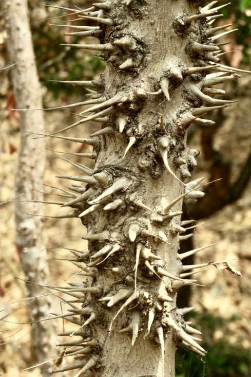 Certains arbres piquent un peu...