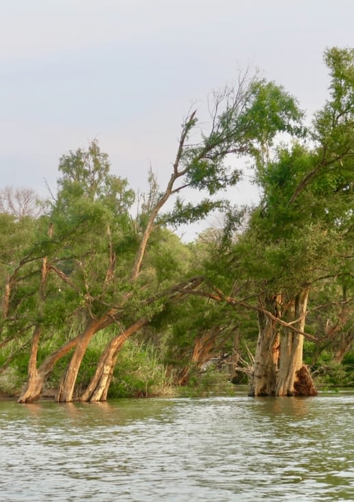 Des arbres enracinés dans le Mékong.