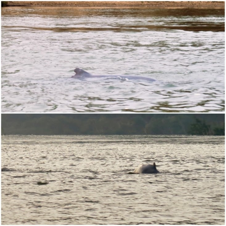 En plein milieu du fleuve, 2 dauphins font surface.