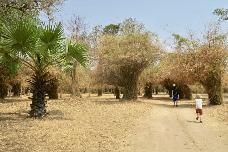 Pour y arriver, il faut traverser une plantation de bambous... plus très verts !