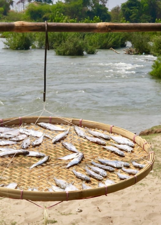 Sur le chemin du retour, la pêche du matin en train de sécher au soleil.