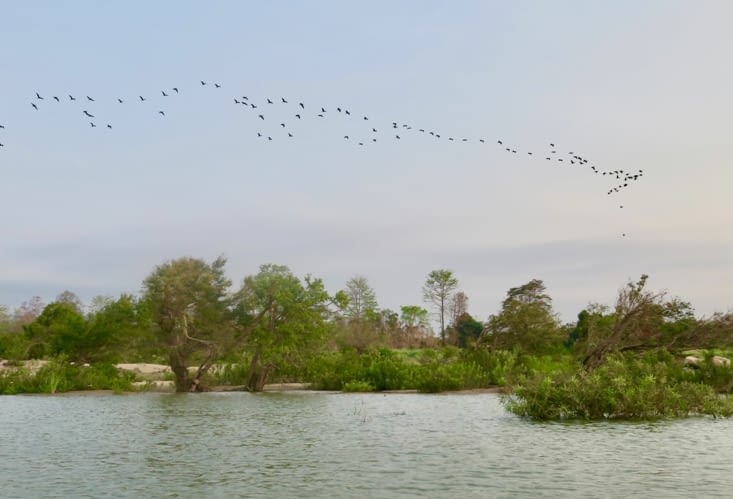 Un vol d’oiseaux migrateurs (c’est le guide qui le dit, il a de bons yeux ?)