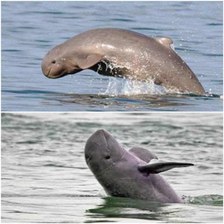 Voilà à quoi ressemble le dauphin de l’Irrawaddy.