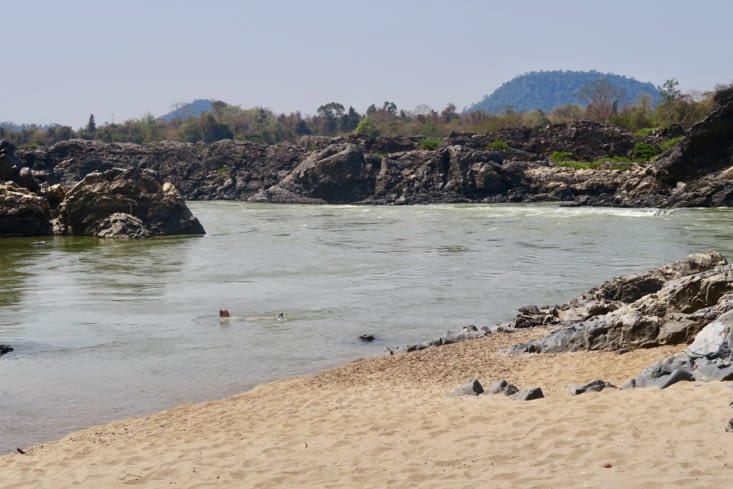 Un dauphin de l’Irrawady ??