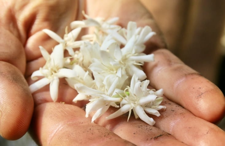 Des fleurs de café. Il en existe du miel.