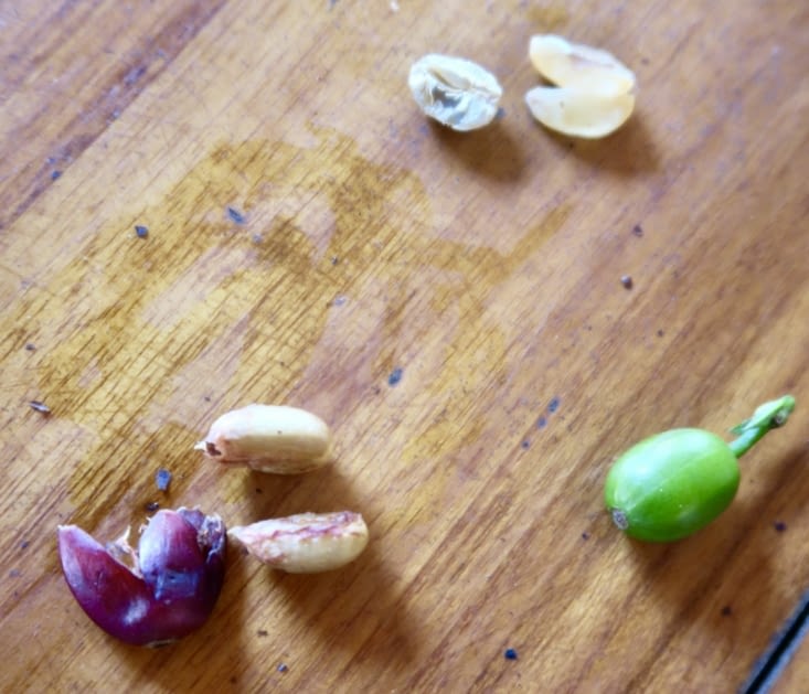 Présentation d’un grain de café.